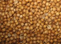 Coriander seeds