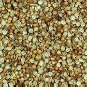 split coriander seeds