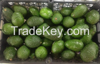 https://www.tradekey.com/product_view/Avocado-Mexican-Good-Offer-7586599.html