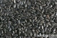 New Crop Sunflower Seeds Suppliers | Sunflower Seed Exporters, | Sunflower Black Seed  | Striped Black Seed | Flowers Seed | Sunflower Kernels