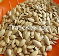 PUMPKIN SEEDS,pumpkin seeds kernels