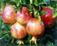 Pomegranate Husk extract