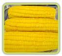 IQF sweet yellow corn cob