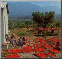 VENTE TOMATE SECHEE