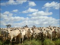 Zebu meat cattle