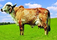 Zebu Dairy Cattle