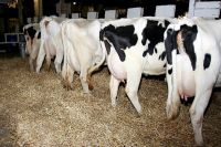 European Dairy Cattle