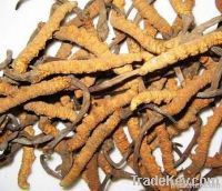 Yarsagumba Cordyceps Sinensis