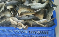 Dried Fish Skin for Collagen Industry with High Quality and Best Price