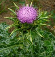 Milk Thistle