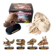 Lg. Dinosaur Skull Excavatio Kit/Dig it Out Toys
