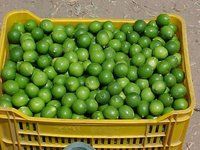 FRESH LIME