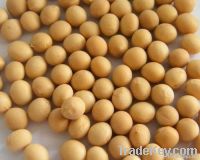 Soybean