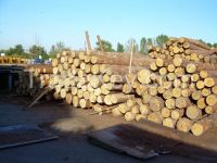Pine Logs, round wood, pinus sylvestris