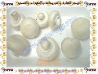 Agaricus Mushroom spawn,