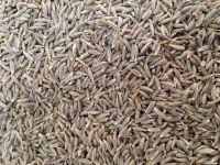 Cumin seed