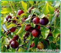 Ziziphus jujuba Extract Jujuboside