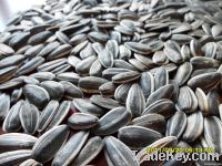 Confectionary sunflower seeds 22/64  24/64