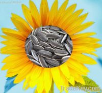 https://www.tradekey.com/product_view/2012-Confectionary-Black-Sunflower-Seeds-5009-24-64-1927721.html