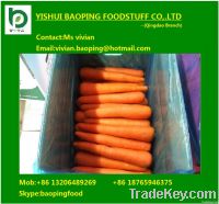 fresh carrot
