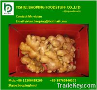 fresh ginger from Shandong