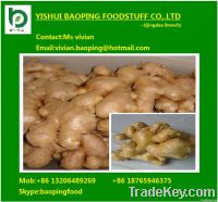 ginger