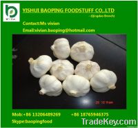 chinese garlic