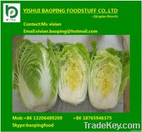 chinese long cabbage