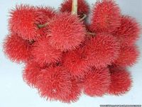 Fruit- Rambutan