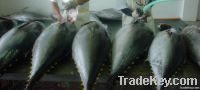 Fresh Chilled Yellowfin Tuna