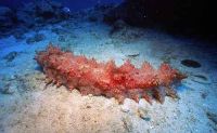 Boiled Red Sea Cucumber