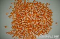 Maize | Maize Exporter | Corn Grain Seller | Maize Buyer | Bulk Maize Grain Importer | Corn bean Buyer | Corn bean Wholesaler | Corn Grain Manufacturer | Best Quality Corn Grain | Cheap Maize Supplier | Low Price Corn | Yellow Corn | White Cron | Baby Mai