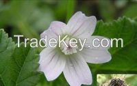 Althaea officinalis Extract
