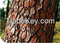 Pine bark Extract OPC 95%