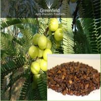 Aonla Seeds ( Emblica officinalis )