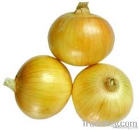 Yellow onion