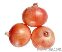 Quality Fresh Onions