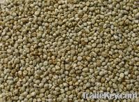 Spiked Millet