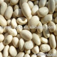 Japanese white kidney beans