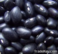 2012 Crop Black Kidney Beans