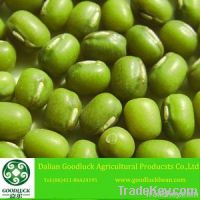 Green Mung Beans, 2.8mm+