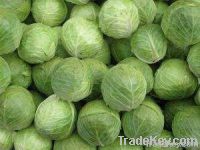 fresh cabbage