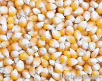 MAIZE FOR ANIMAL AND HUMAN FEED