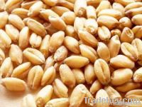 Wheat | Wheat exporter | Wheat distributor | Wheat wholesaler | Wheat supplier | Wheat importer |  Wheat |Wheat for sale | long grain Wheat exporter | buy Wheat online | Wheat for sale |  Wheat exporter | Wheat wholesaler | long grain Wheat buyer |  Wheat