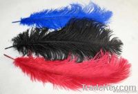 OSTRICH FEATHERS