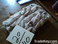 FROZEN SQUID WHOLE FISH