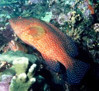 Grouper Fish