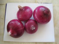 2011 fresh red onion 8cm
