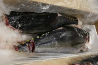 Fresh Yellowfin & Bigeye Tuna