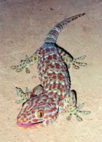 tuko tukay gecko